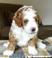 "Arnie" Red & White Micro, a male Poodle - Toy  and Miniature Bernedoodle for sale in Phoenix, AZ – 3 of 7