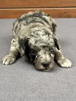 Merle Female, a female Poodle - Toy  and Poodle - Miniature  for sale in Phoenix, AZ – 3 of 6