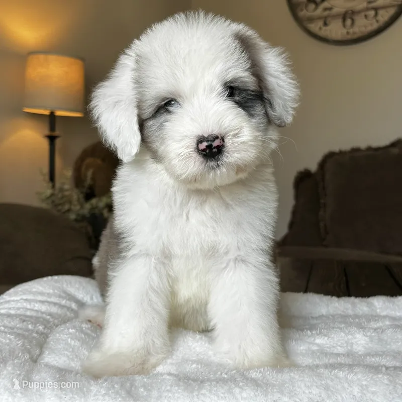 Standard Sheepadoodle 🩵 🐾  – Bernedoodle puppy for sale in Phoenix, AZ