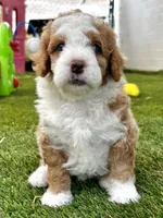 "Arnie" Red & White Micro, a male Poodle - Toy  and Miniature Bernedoodle for sale in Phoenix, AZ – 4 of 7