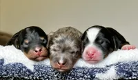 Tricolor Micro Mini, a male Poodle - Toy  and Miniature Bernedoodle for sale in Phoenix, AZ – 7 of 8