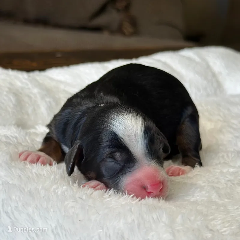 Tricolor Micro Mini – Poodle - Toy , Miniature Bernedoodle puppy for sale in Phoenix, AZ