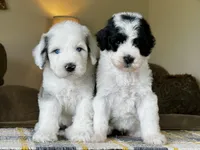 Merle Female Blue Eyes, a female Sheepadoodle for sale in Phoenix, AZ – 2 of 4