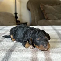 Black & Tan Micro, a female Poodle - Toy  and Miniature Bernedoodle for sale in Phoenix, AZ – 6 of 8