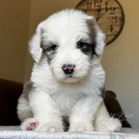 Standard Sheepadoodle 🩵 🐾 , a male Bernedoodle for sale in Phoenix, AZ – 3 of 3