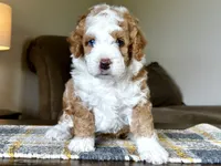 "Arnie" Red & White Micro, a male Poodle - Toy  and Miniature Bernedoodle for sale in Phoenix, AZ – 2 of 7