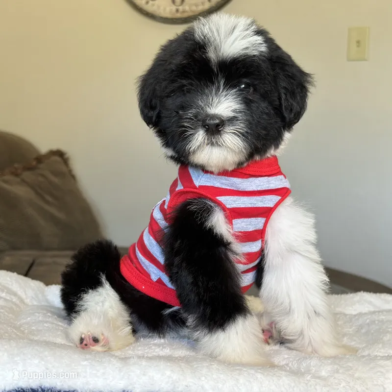 Standard Female 💜 🐾  – Sheepadoodle puppy for sale in Phoenix, AZ