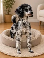 Red Female, a female Poodle - Toy  and Poodle - Miniature  for sale in Phoenix, AZ – 4 of 4