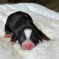 Tricolor Micro Mini, a male Poodle - Toy  and Miniature Bernedoodle for sale in Phoenix, AZ – 2 of 8