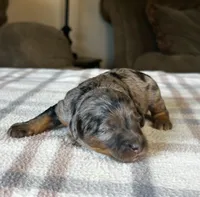 Phantom Merle Micro, a female Poodle - Toy  and Miniature Bernedoodle for sale in Phoenix, AZ – 2 of 7