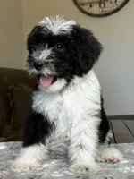 Standard Female 💜 🐾 , a female Sheepadoodle for sale in Phoenix, AZ – 2 of 4