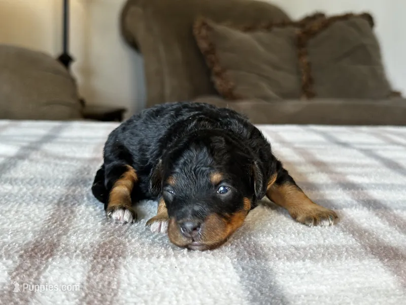 Black & Tan Micro – Poodle - Toy , Miniature Bernedoodle puppy for sale in Phoenix, AZ