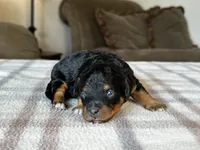 Black & Tan Micro, a female Poodle - Toy  and Miniature Bernedoodle for sale in Phoenix, AZ – 1 of 8