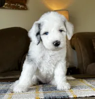 Merle Female Blue Eyes, a female Sheepadoodle for sale in Phoenix, AZ – 3 of 4