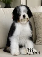 Merle Micro Mini (Phantom), a female Poodle - Toy  and Miniature Bernedoodle for sale in Phoenix, AZ – 7 of 8