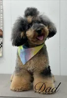 Black & Tan Micro Mini, a female Poodle - Toy  and Miniature Bernedoodle for sale in Phoenix, AZ – 7 of 7
