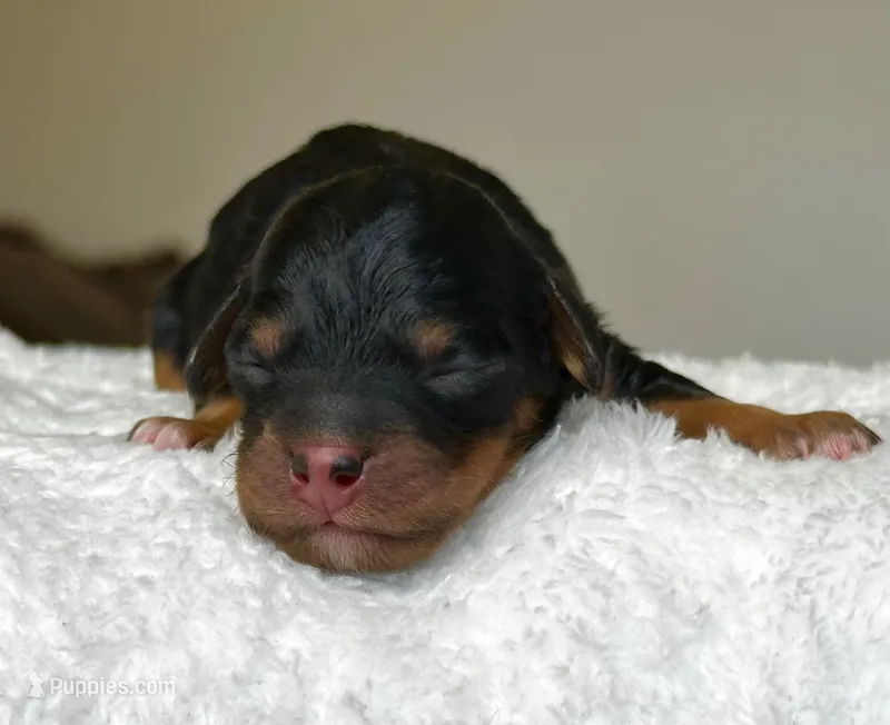Black & Tan Micro Mini – Poodle - Toy , Miniature Bernedoodle puppy for sale in Phoenix, AZ