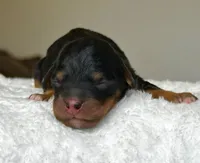 Black & Tan Micro Mini, a female Poodle - Toy  and Miniature Bernedoodle for sale in Phoenix, AZ – 1 of 7
