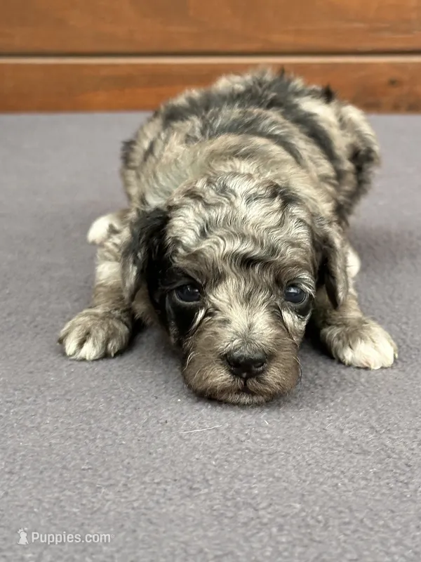 Merle Female – Poodle - Toy , Poodle - Miniature  puppy for sale in Phoenix, AZ