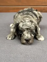 Merle Female, a female Poodle - Toy  and Poodle - Miniature  for sale in Phoenix, AZ – 1 of 6