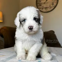 Standard Sheepadoodle 🩵 🐾 , a male Bernedoodle for sale in Phoenix, AZ – 2 of 3