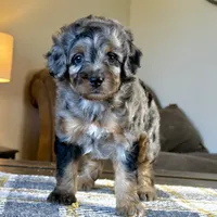 "Adia" Phantom Merle Micro, a female Poodle - Toy  and Miniature Bernedoodle for sale in Phoenix, AZ – 2 of 10