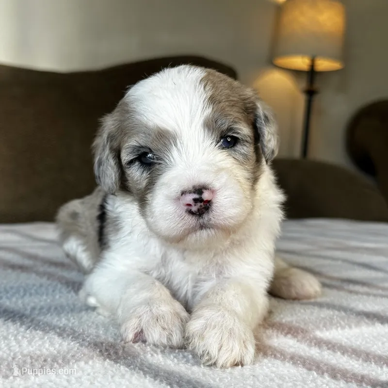 Merle Male Standard Sheepadoodle – Sheepadoodle puppy for sale in Phoenix, AZ