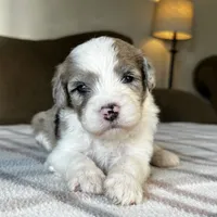 Merle Male Standard Sheepadoodle, a male Sheepadoodle for sale in Phoenix, AZ – 1 of 5