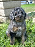 "Adia" Phantom Merle Micro, a female Poodle - Toy  and Miniature Bernedoodle for sale in Phoenix, AZ – 6 of 10