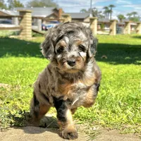 "Adia" Phantom Merle Micro, a female Poodle - Toy  and Miniature Bernedoodle for sale in Phoenix, AZ – 4 of 10