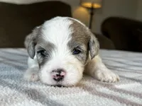 Merle Male Standard Sheepadoodle, a male Sheepadoodle for sale in Phoenix, AZ – 4 of 5