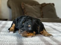 Black & Tan Micro, a female Poodle - Toy  and Miniature Bernedoodle for sale in Phoenix, AZ – 3 of 8