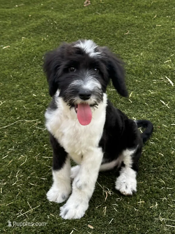 Small Standard Sheepadoodle – Sheepadoodle puppy for sale in Phoenix, AZ