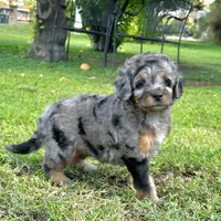 "Adia" Phantom Merle Micro, a female Poodle - Toy  and Miniature Bernedoodle for sale in Phoenix, AZ – 5 of 10
