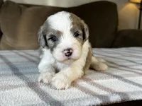 Merle Male Standard Sheepadoodle, a male Sheepadoodle for sale in Phoenix, AZ – 3 of 5