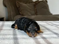 Black & Tan Micro, a female Poodle - Toy  and Miniature Bernedoodle for sale in Phoenix, AZ – 4 of 8