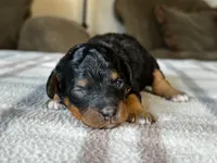 Black & Tan Micro, a female Poodle - Toy  and Miniature Bernedoodle for sale in Phoenix, AZ – 2 of 8