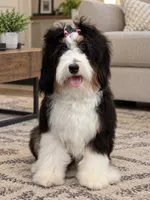 "Arwen" Micro Traditional Tricolor, a male Poodle - Toy  and Miniature Bernedoodle for sale in Phoenix, AZ – 9 of 9