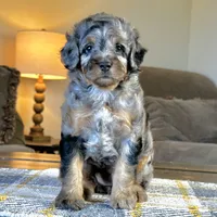"Adia" Phantom Merle Micro, a female Poodle - Toy  and Miniature Bernedoodle for sale in Phoenix, AZ – 3 of 10