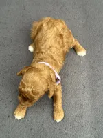 Red Female, a female Poodle - Toy  and Poodle - Miniature  for sale in Phoenix, AZ – 2 of 4