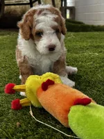 "Arnie" Red & White Micro, a male Poodle - Toy  and Miniature Bernedoodle for sale in Phoenix, AZ – 5 of 7