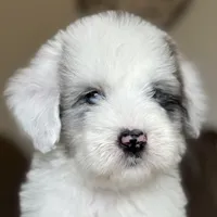 Standard Sheepadoodle 🩵 🐾 , a male Bernedoodle for sale in Phoenix, AZ – 3 of 4