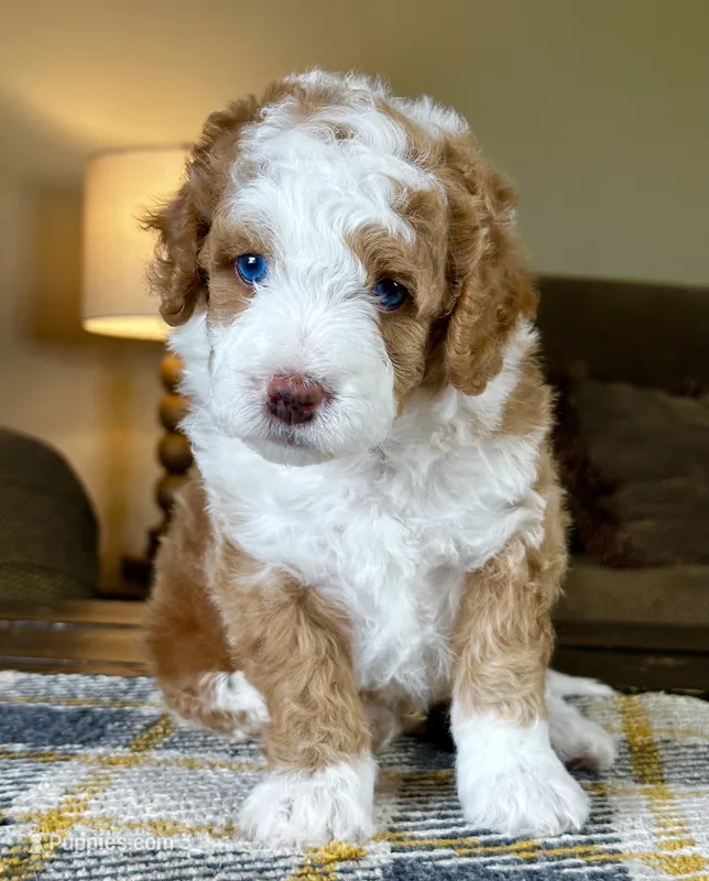 "Arnie" Red & White Micro – Poodle - Toy , Miniature Bernedoodle puppy for sale in Phoenix, AZ