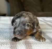 Phantom Merle Micro, a female Poodle - Toy  and Miniature Bernedoodle for sale in Phoenix, AZ – 5 of 7
