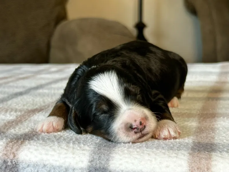 Tricolor Micro  – Poodle - Toy , Miniature Bernedoodle puppy for sale in Phoenix, AZ