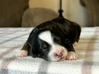 Tricolor Micro , a male Poodle - Toy  and Miniature Bernedoodle for sale in Phoenix, AZ – 1 of 8