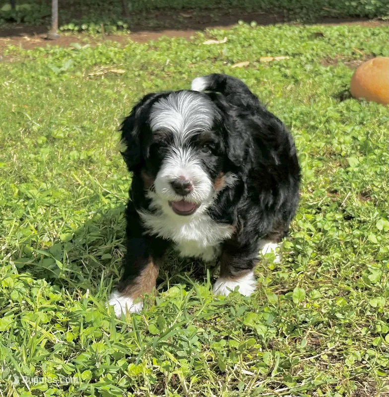 "Arwen" Micro Traditional Tricolor – Poodle - Toy , Miniature Bernedoodle puppy for sale in Phoenix, AZ