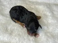 Black & Tan Micro Mini, a female Poodle - Toy  and Miniature Bernedoodle for sale in Phoenix, AZ – 3 of 7