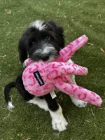 Small Standard Sheepadoodle, a female Sheepadoodle for sale in Phoenix, AZ – 3 of 6