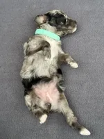 Merle Female, a female Poodle - Toy  and Poodle - Miniature  for sale in Phoenix, AZ – 2 of 6
